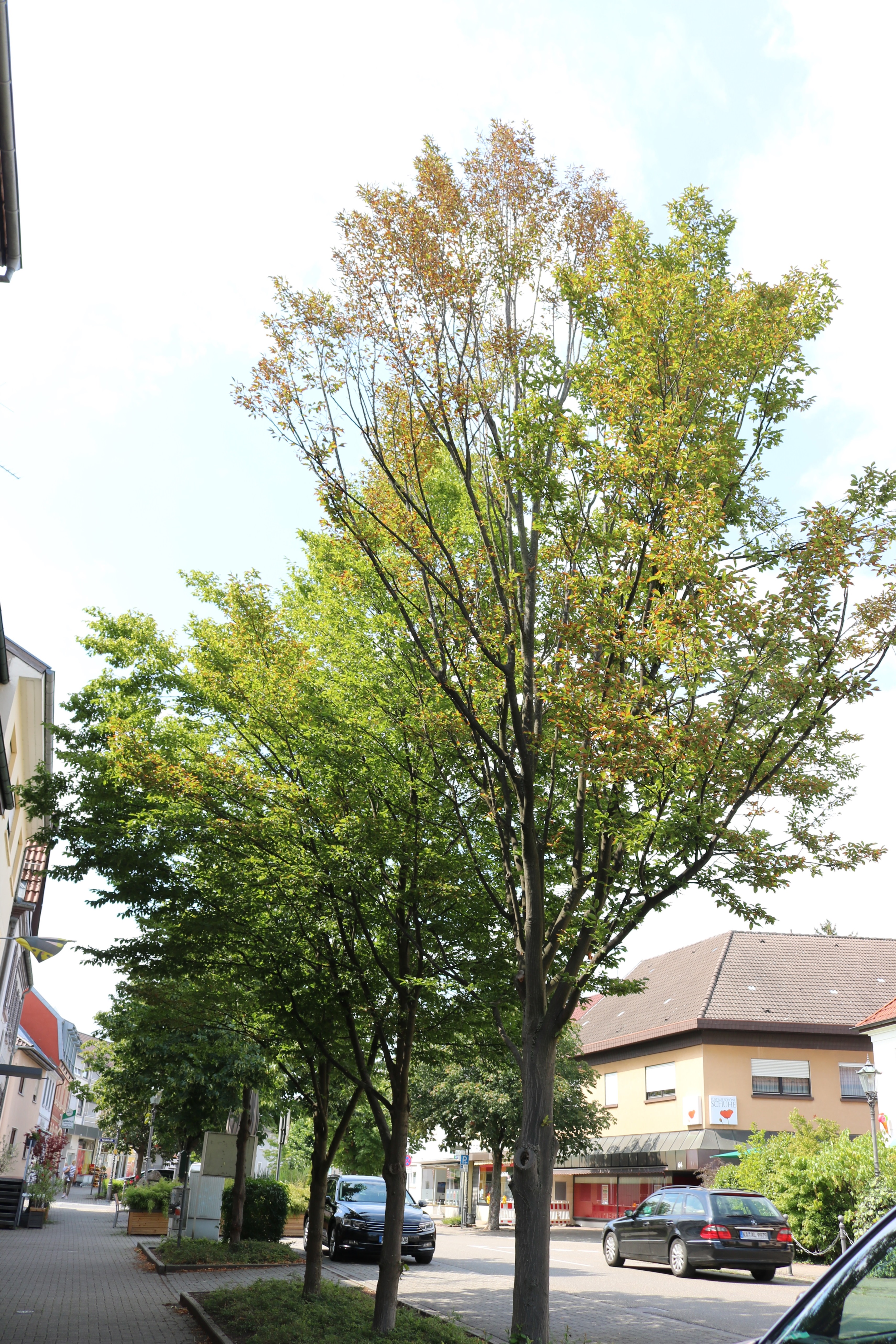  Baum an der Straße Beispiel 