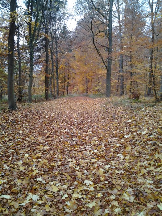  Der Wald im Höheforst lädt ein zum Herbstspaziergang 