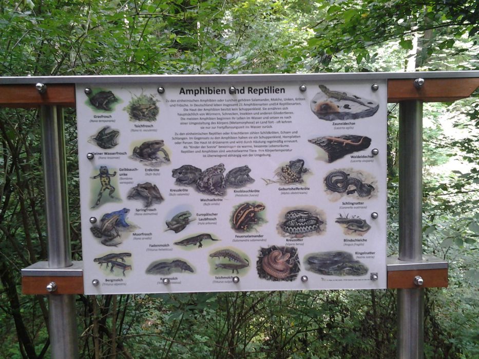  Lehrtafel Amphibien und Reptilien (Katzenberg Ungeheuerklamm - Grenzweg) 