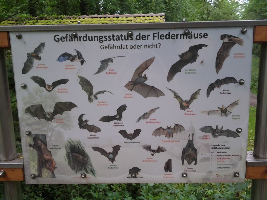  Lehrtafel Gefährdungsstatus der Fledermäuse -Niederwald (Radweg im Wald Richtung Blankenloch) 