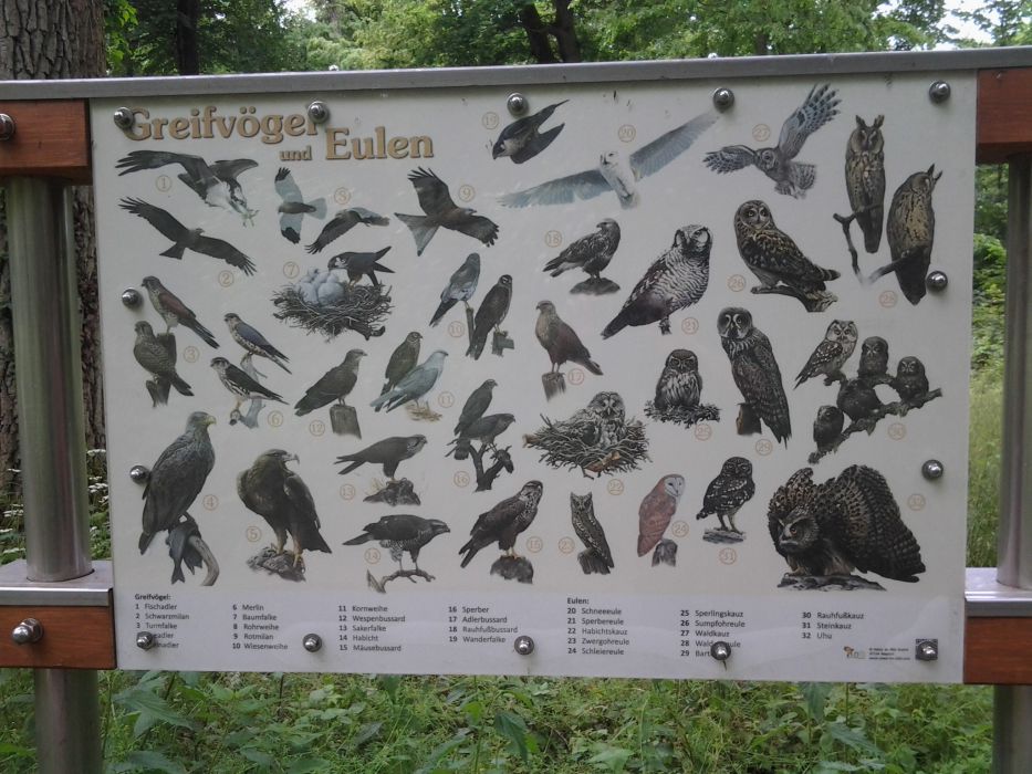  Lehrtafel Greifvögel und Eulen Niederwald (Hütte am Kanal Richtung Norden(zu Grenzweg Stutensee) 
