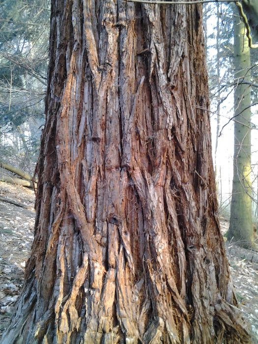  Mammutbaum im Tiefental (Walddistrikt Katzenberg) 