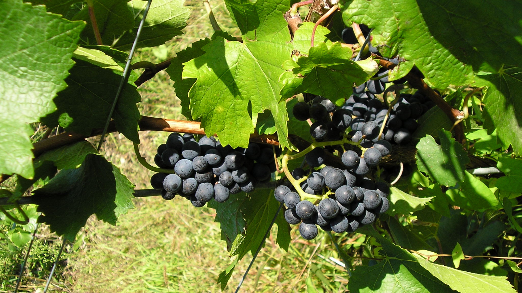  Weinbau in Weingarten 