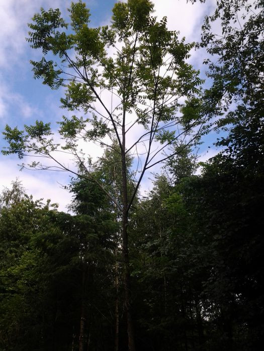  10 jähriger Schwarznussbaum 